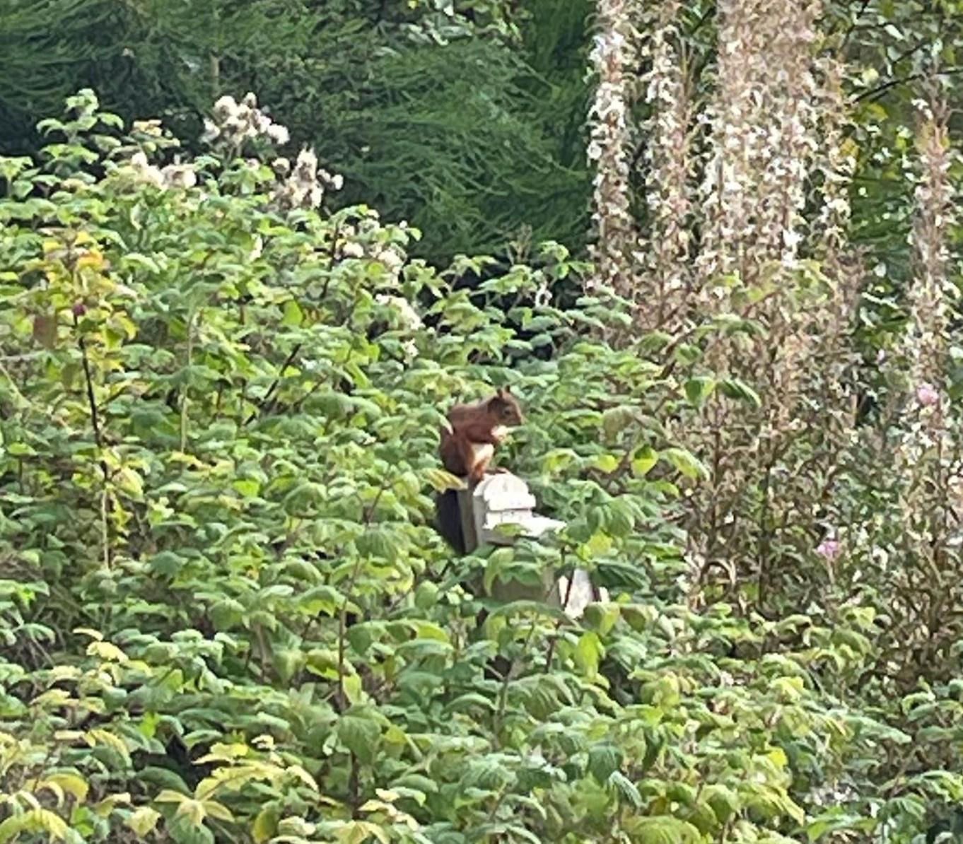 Red Squirrel Pod With Hot Tub Villa Oban Bagian luar foto